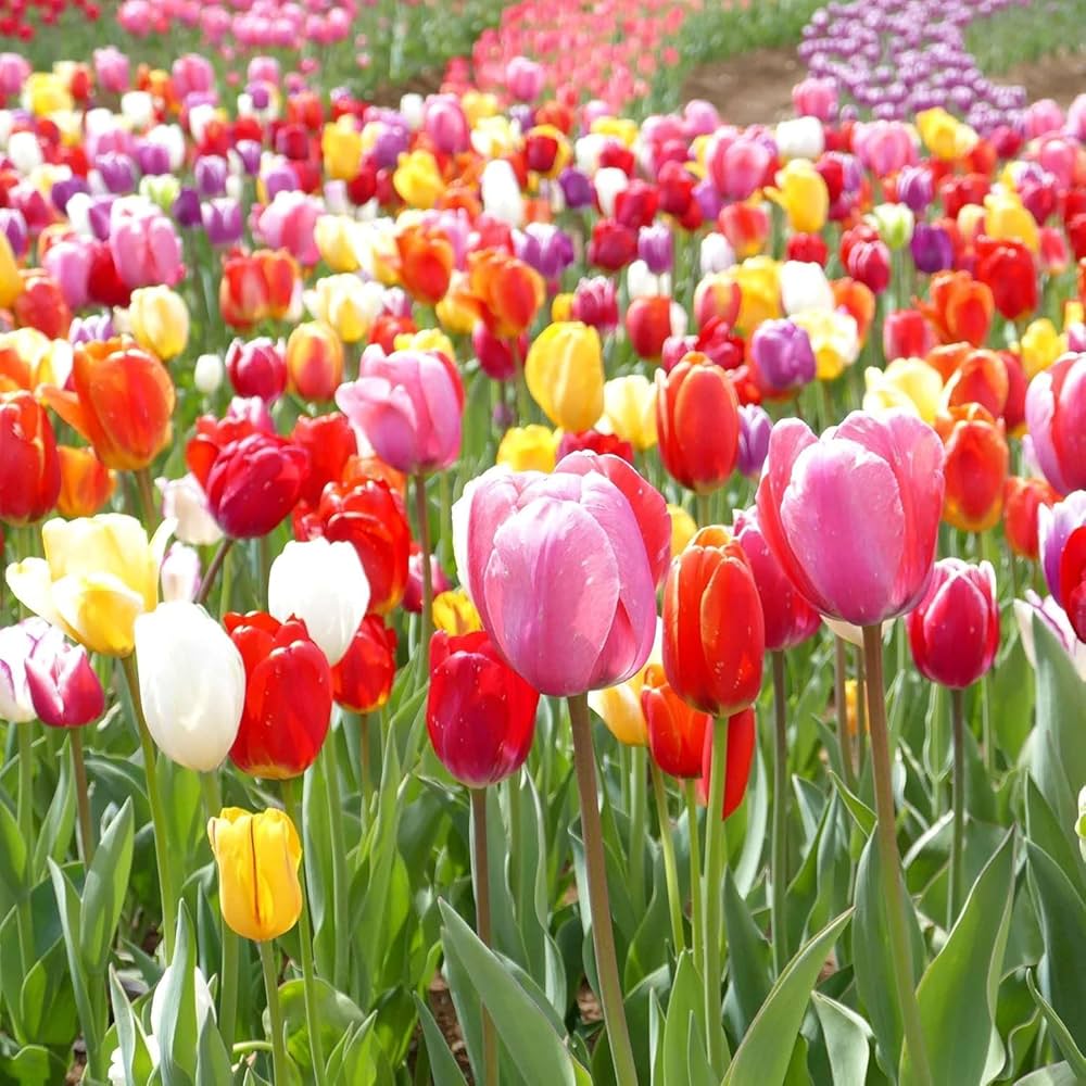 Tulpe Blumensamen zur Aussaat – kompakt Wuchs – Traditionssorte & ohne Gentechnik Samen Hausgarten