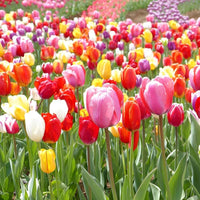 Tulpe Blumensamen zur Aussaat – kompakt Wuchs – Traditionssorte & ohne Gentechnik Samen Hausgarten