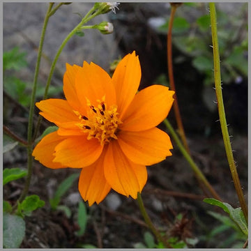 Aster callistephus chinensis blume samen