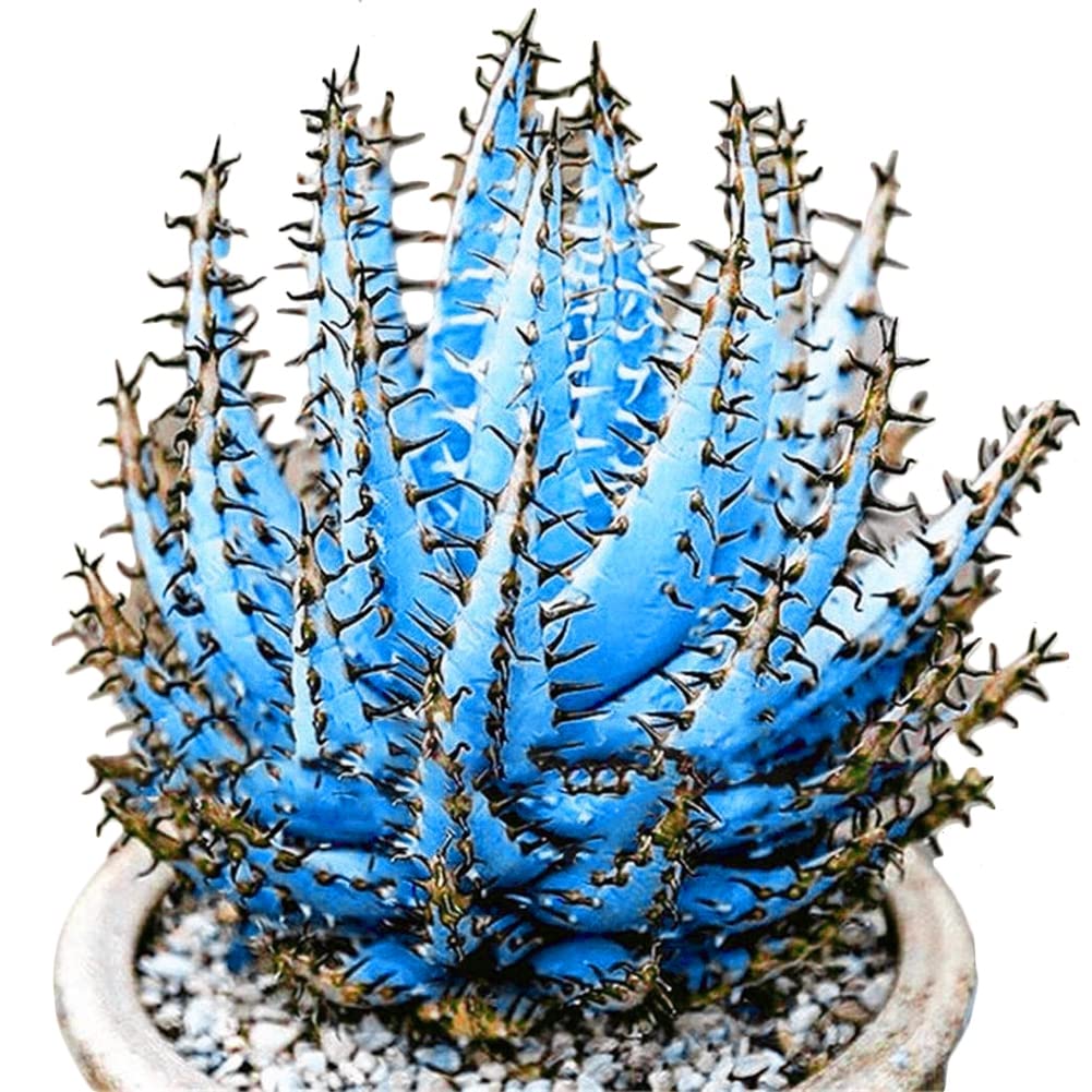 kaufen aloe vera pflanze samen für pflanzung sky blue Stück, 100 Stück