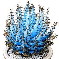 kaufen aloe vera pflanze samen für pflanzung sky blue Stück, 100 Stück