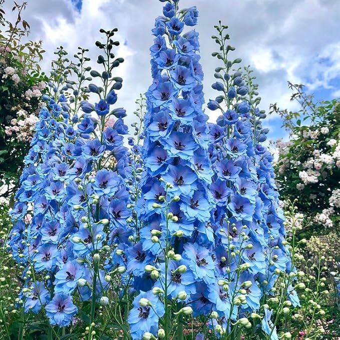 DELPHINIUM AJACIS Gemischt Blumensamen zur Aussaat Blume Beet