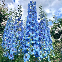 DELPHINIUM AJACIS Gemischt Blumensamen zur Aussaat Blume Beet