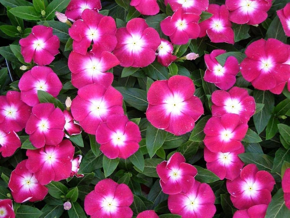 Rose Halo Immergrün Samen – duftend Immergrün einjährig Rosy Accents