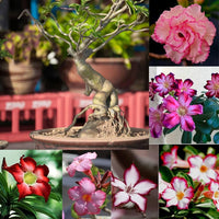 Gemischt Caudex Blumensamen zur Aussaat – Anzucht – Traditionssorte & ohne Gentechnik Samen Hausgarten