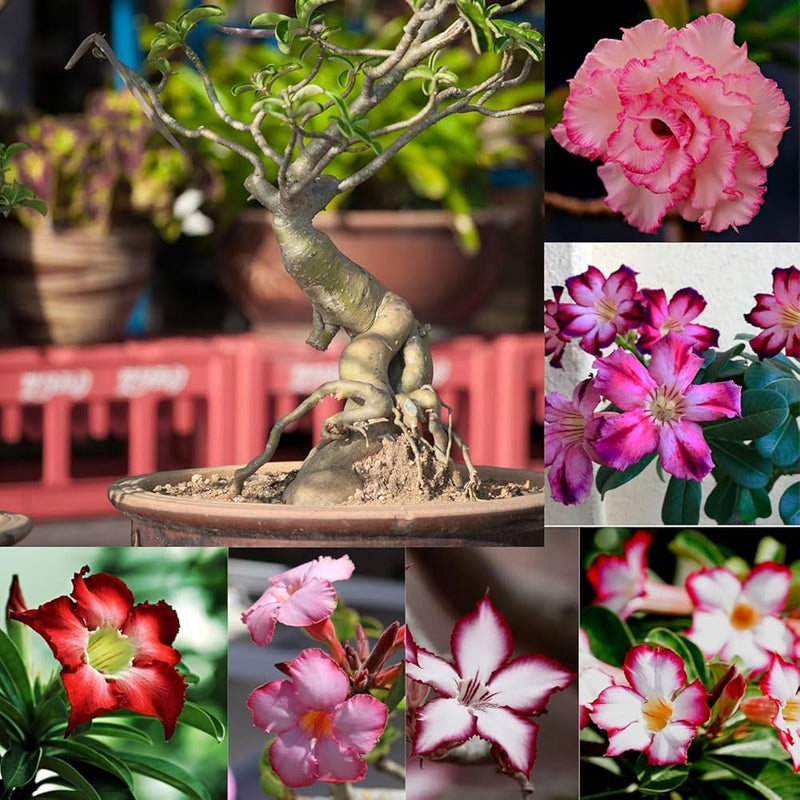 Gemischt Caudex Blumensamen zur Aussaat – Anzucht – Traditionssorte & ohne Gentechnik Samen Hausgarten