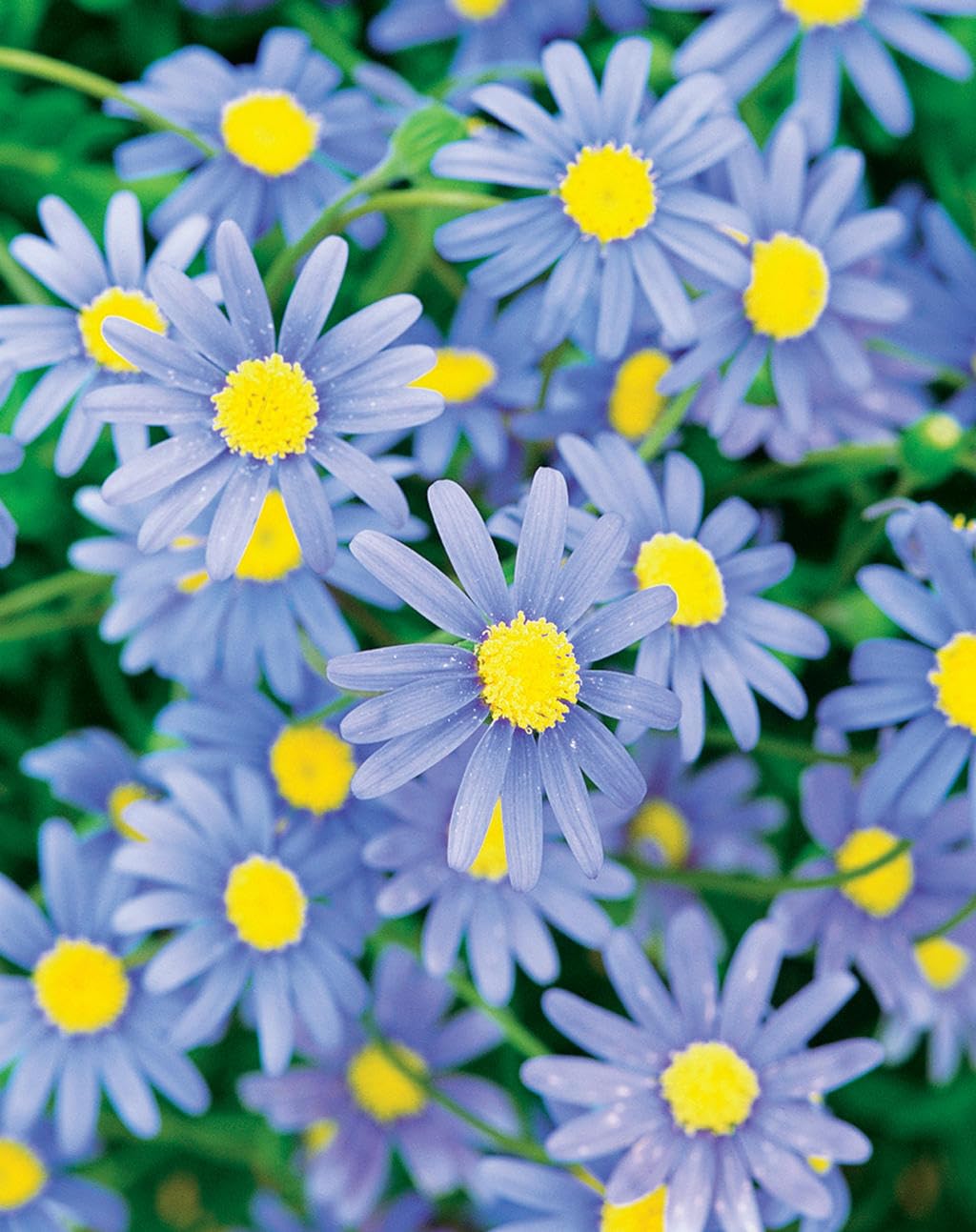 Blau Bellis Perennis Blumensamen zur Aussaat – robust Sorte – Traditionssorte & ohne Gentechnik Samen Hausgarten