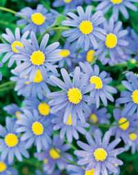 Blau Bellis Perennis Blumensamen zur Aussaat – robust Sorte – Traditionssorte & ohne Gentechnik Samen Hausgarten