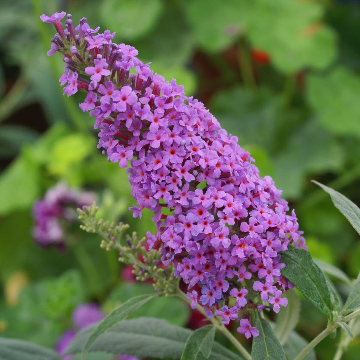 Blau Sommerflieder Schmetterling Strauch Blumensamen zur Aussaat – Schnitt Blume beliebt – Traditionssorte & ohne Gentechnik Samen Hausgarten