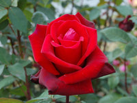 Rose Baum Standard Rosa Blumensamen zur Aussaat