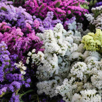 Limonium Blumensamen zur Aussaat robust Sorte Traditionssorte & ohne Gentechnik Samen Hausgarten