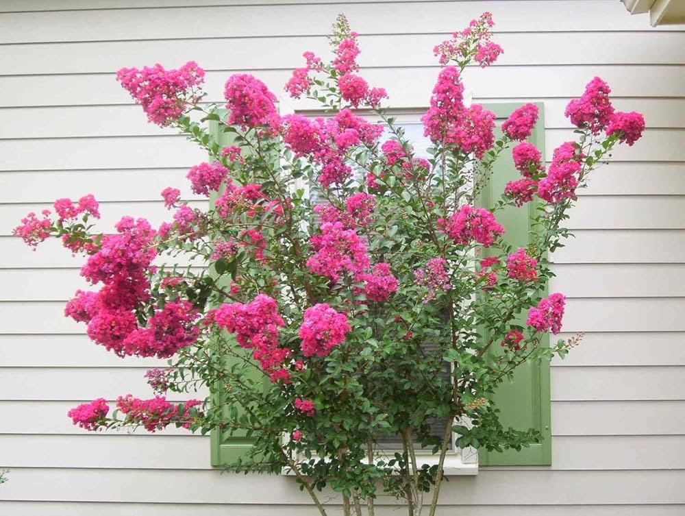Crepe Myrtle Lagerstroemia Bonsai Blumensamen