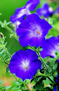 Blau Petunie Blumensamen ideal zur Aussaat