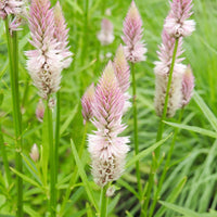 Celosia Piumato Rosa Flamingo Samen – Striking Rosa Self-Seeding einjährig Blumen