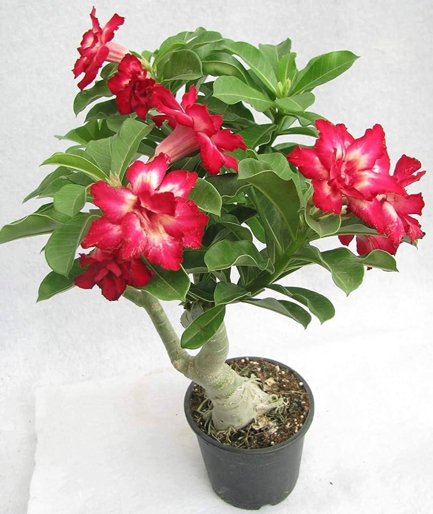 Wüstenrose Desert Rose Gemischt gefüllt Petal Samen
