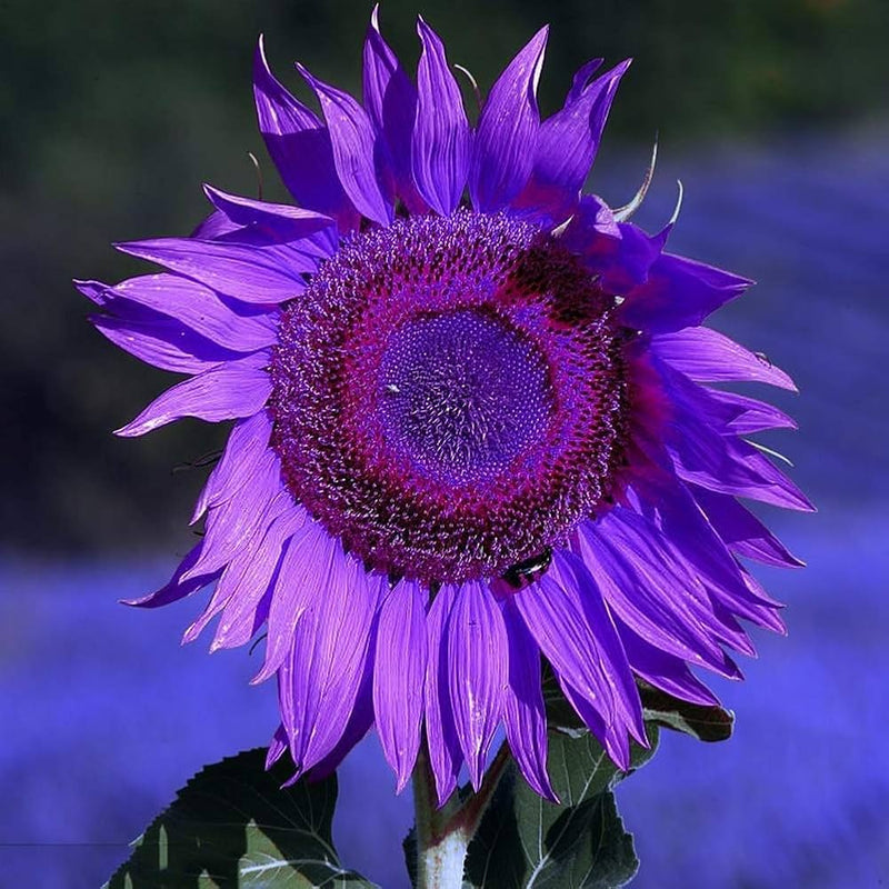 Lila Mini Sonnenblume Samen zur Aussaat Anzucht Garten
