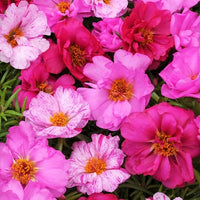 Ruby Jewel Moss Rose Portulaca Samen leuchtend – leuchtend Moss Roses
