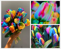 Rainbow Tulpe Samen – Gemischt Garten Frühling blühend (Not Bulbs)