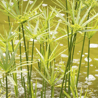 Traditionssorte Papyrus Blumensamen zur Aussaat farbenfroh Schau Traditionssorte & ohne Gentechnik Samen Hausgarten