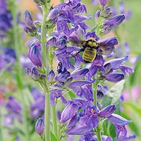 Penstemon Strictus Violett Samen Violett Blumen