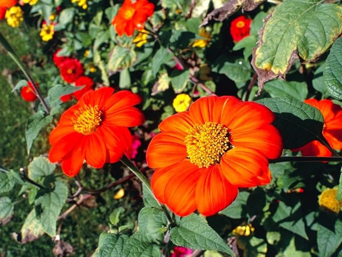 Rot Mexican Sonnenblume Samen ausdrucksstark Rot Blüten