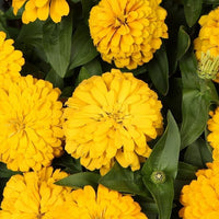 dunkel Gelb Zinnie Blumensamen zur Aussaat Schnitt Blume beliebt Traditionssorte & ohne Gentechnik Samen Hausgarten