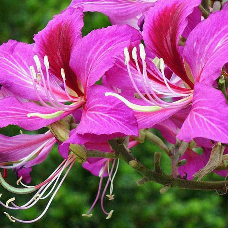 hell Rosa Bauhinia Blumensamen zur Aussaat Garten beliebt Traditionssorte & ohne Gentechnik Samen Hausgarten