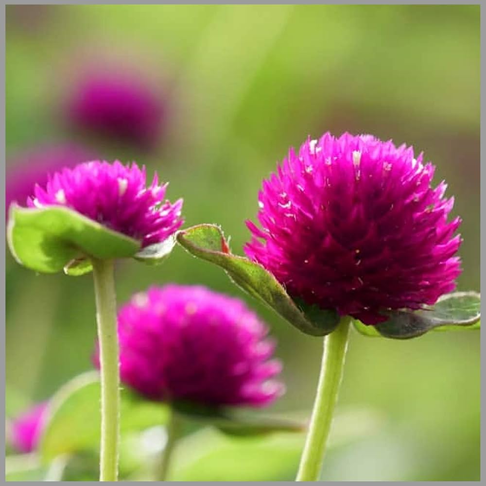 Gomphrena Higro Lila Samen zur Aussaat Heat-verträglich einjährig Blumen