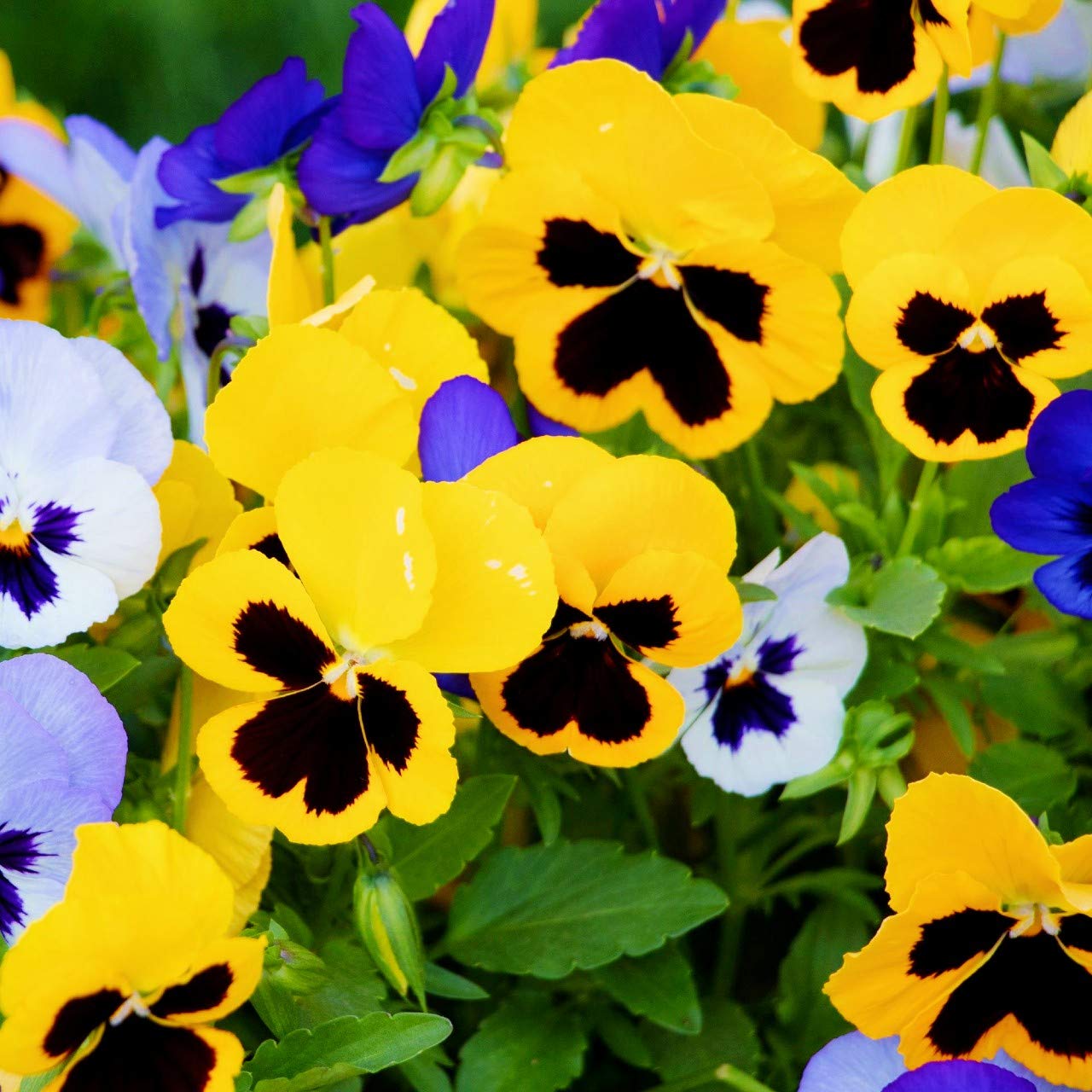 Stiefmütterchen riesig Ruby Samen zur Aussaat Garten Rabatten Cool Saison Blüten