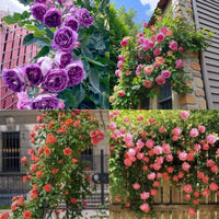 kletternd Blumensamen zur Aussaat – Drought verträglich – Traditionssorte & ohne Gentechnik Samen Hausgarten