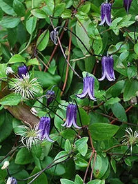 Clematis 'rooguchi' clematis spp for anpflanzung in garten