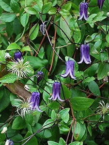 Clematis 'rooguchi' clematis spp for anpflanzung in garten
