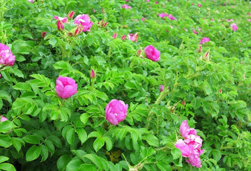 Kartoffelrose blume samen for anpflanzung - colorful display, heirloom & gmo free samen for home garten
 
 sale samen for anpflanzung in home garten