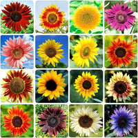 Gemischt Blanket Sonnenblume Samen zur Aussaat – leuchtend Garten Blüten