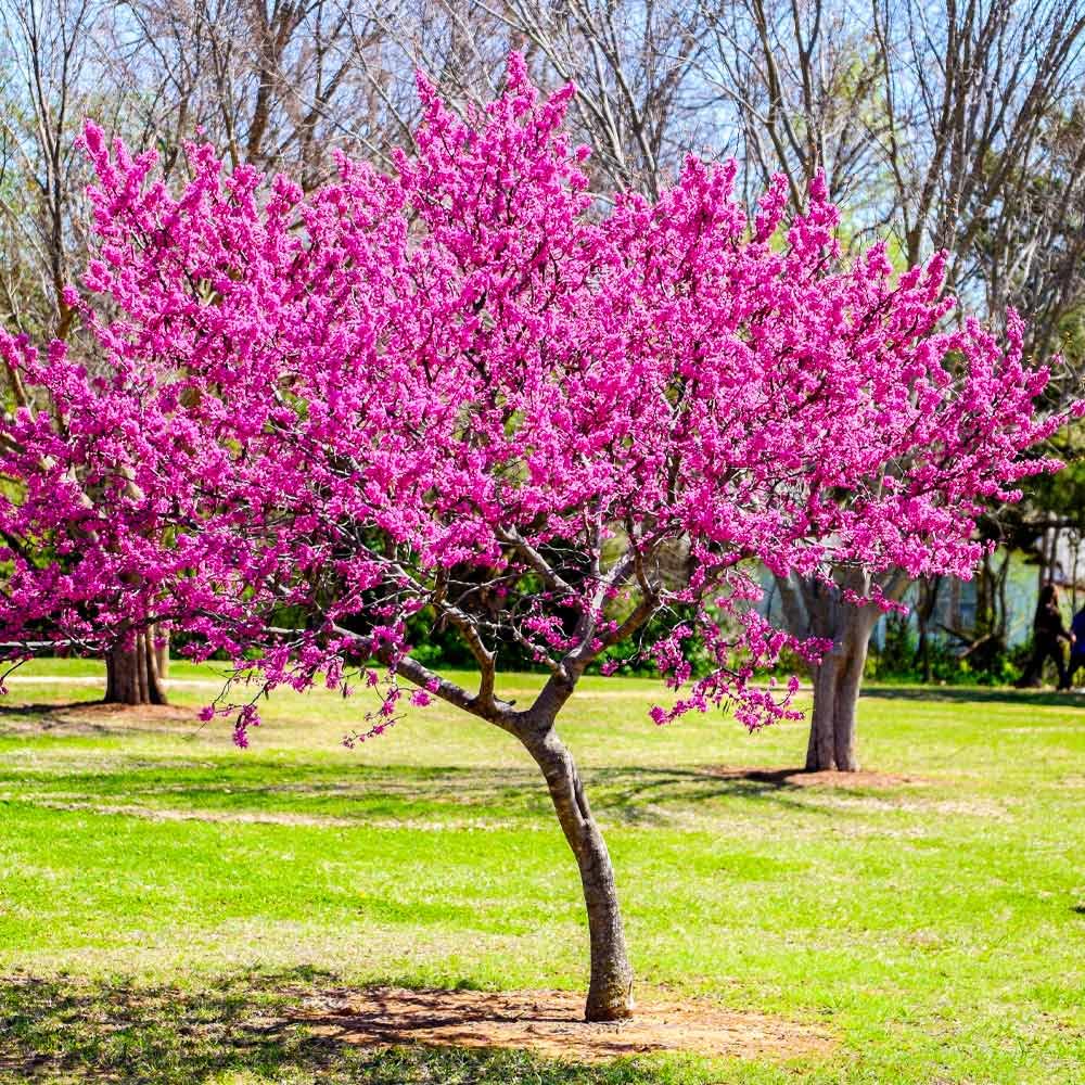 Eastern Redbud Baum Samen zur Aussaat Cercis Canadensis native Garten blühend Baum row