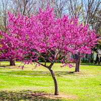 Eastern Redbud Baum Samen zur Aussaat Cercis Canadensis native Garten blühend Baum row