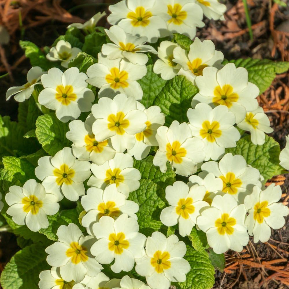 Creme Primel Malacoides Blumensamen zur Aussaat leuchtend Traditionssorte & ohne Gentechnik Samen Hausgarten