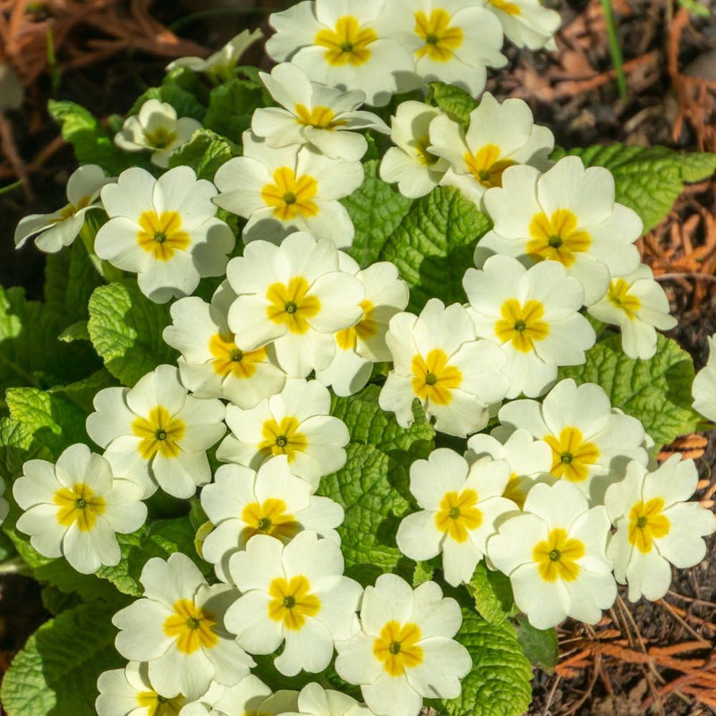 Creme Primel Malacoides Blumensamen zur Aussaat leuchtend Traditionssorte & ohne Gentechnik Samen Hausgarten
