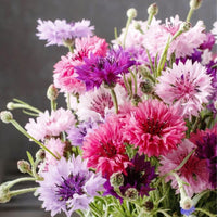 Centaurea Florence Samen zur Aussaat Blume Beet Garten