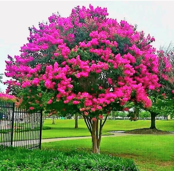 Crepe Myrtle Baum Samen (Lagerstroemia Indica) blühend Trees