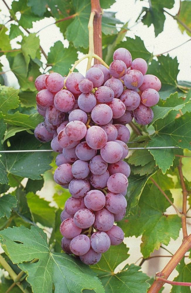 Rote Trauben Frucht Samen für einfaches Anpflanzen