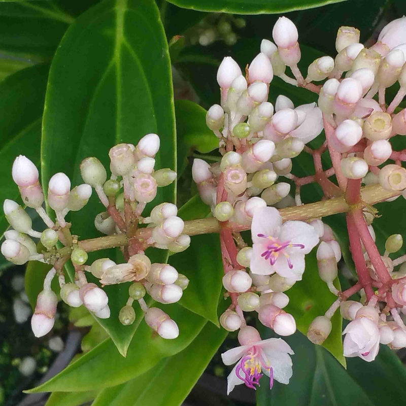 Variedad tradicional de orquídea malaya, semillas de flores para sembrar, crecimiento compacto, variedad tradicional y sin ingeniería genética, semillas para el jardín doméstico
