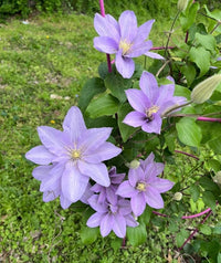 hell Blau Waldrebe Blumensamen zur Aussaat pflegeleicht Traditionssorte & ohne Gentechnik Samen Hausgarten