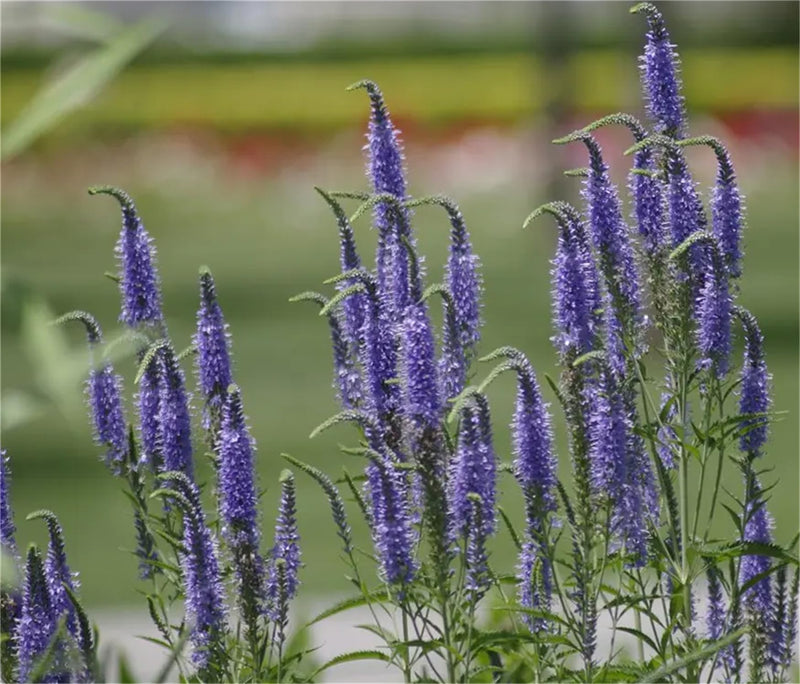 Speedwell veronica spicata samen for anpflanzung in blume borders