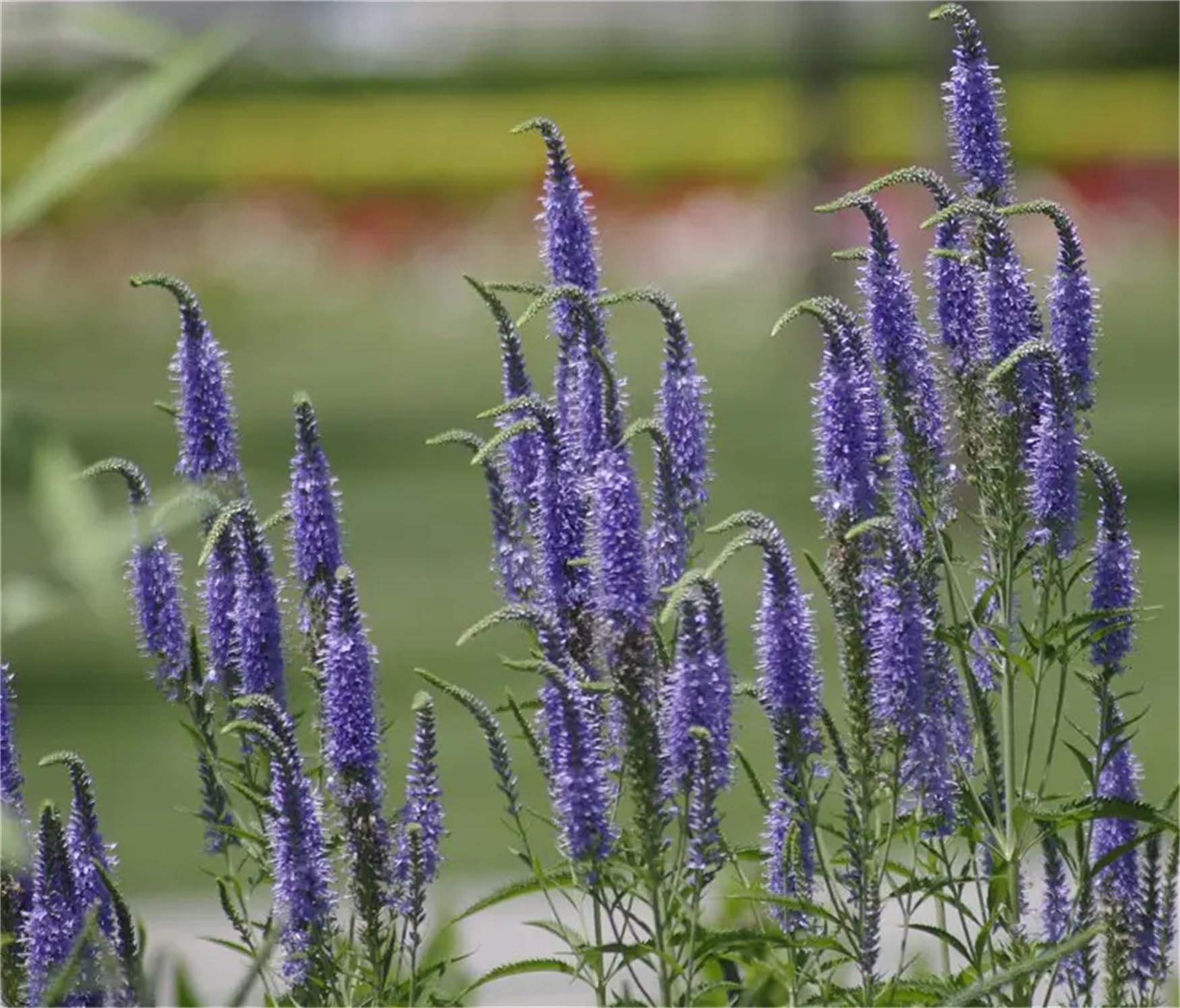 Speedwell veronica spicata samen for anpflanzung in blume borders