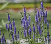Speedwell veronica spicata samen for anpflanzung in blume borders