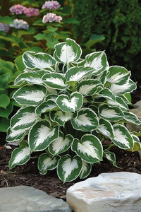 Hosta Lilie Samen zur Aussaat Hosta spp. Halbschatten Gärten und ornamental Blume beds