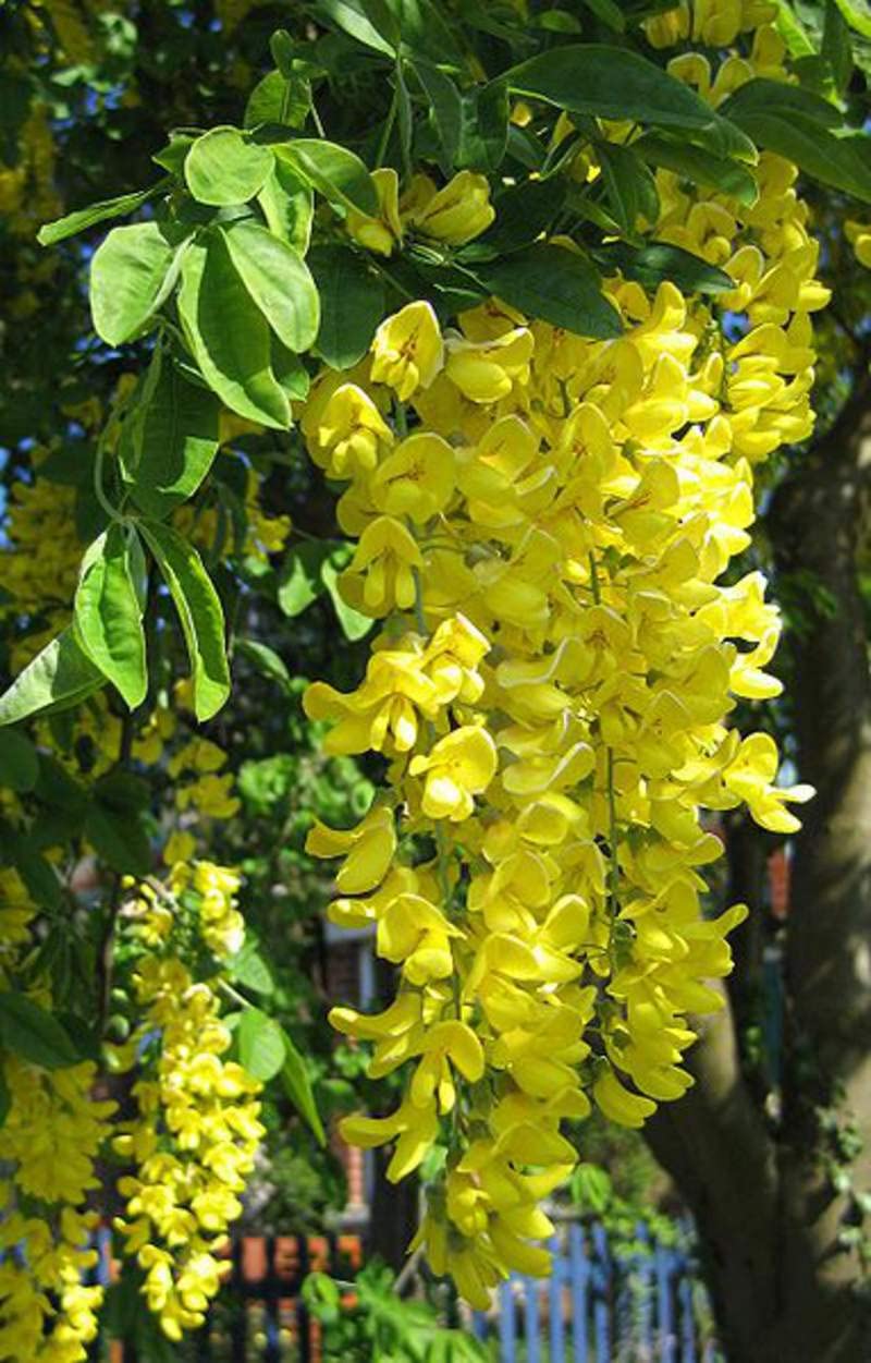 Gelb anagyroides blume samen for anpflanzung - seasonal bloomer, heirloom & gmo free samen for home garten
 
 sale samen for anpflanzung in home garten