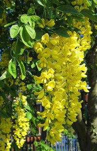 Gelb anagyroides blume samen for anpflanzung - seasonal bloomer, heirloom & gmo free samen for home garten
 
 sale samen for anpflanzung in home garten