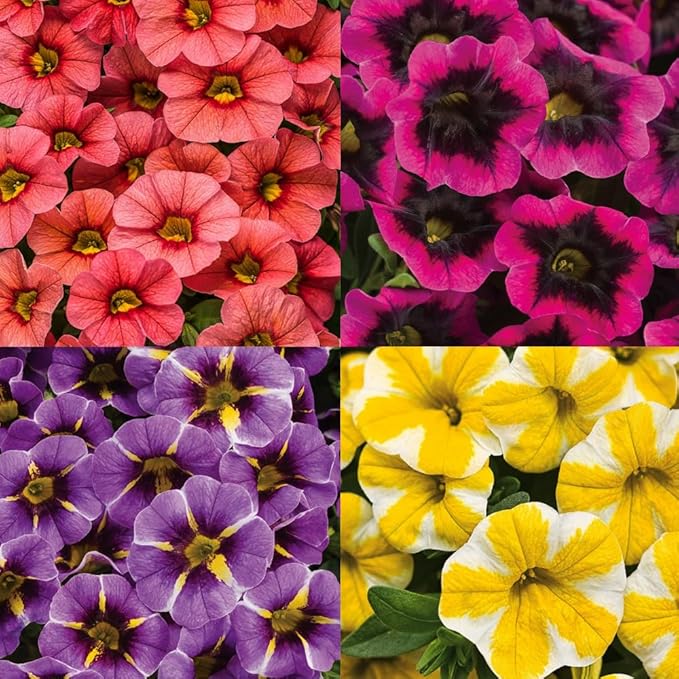 Gemischt Petunie Violacea Blume Petunie violacea Samen zur Aussaat Blume Beet & Garten